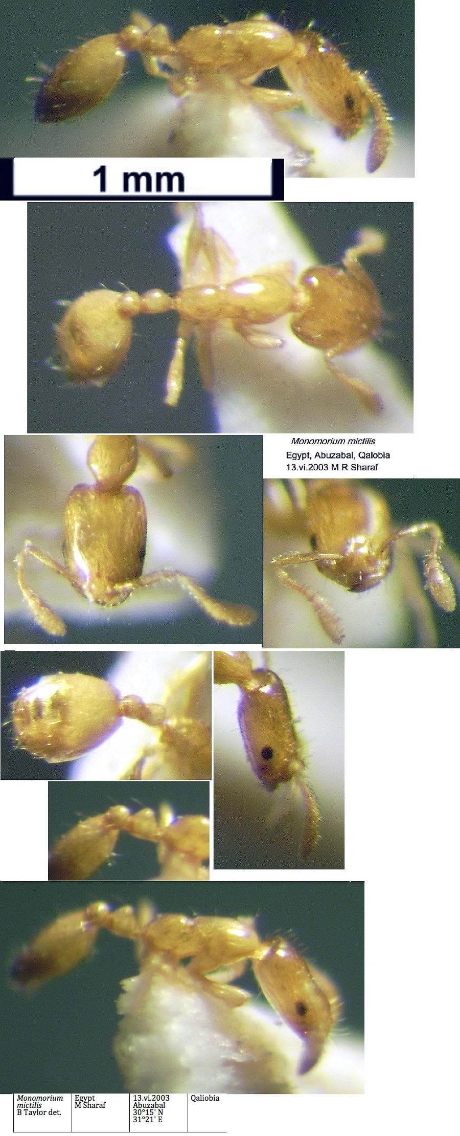 {Monomorium mictilis}