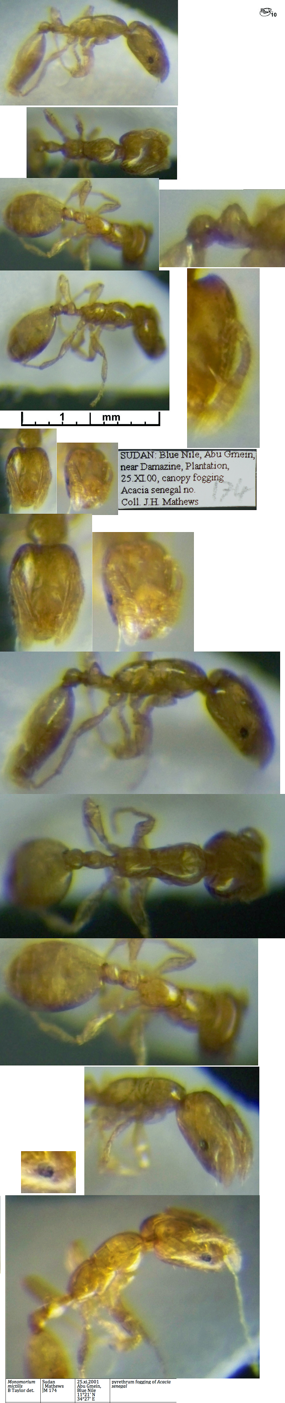 Monomorium mictilis