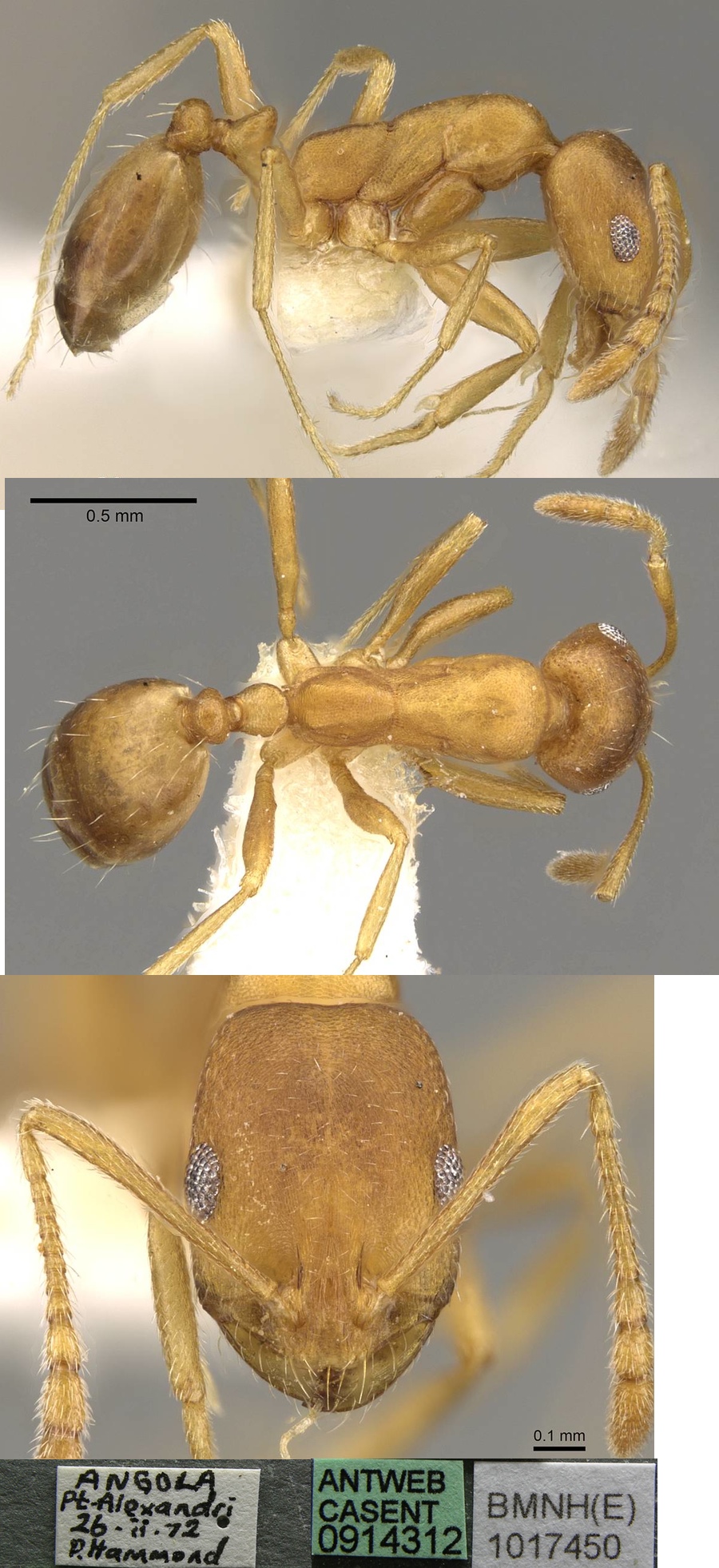 {Monomorium minor}