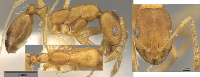 Monomorium minor