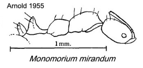 {Monomorium mirandum}