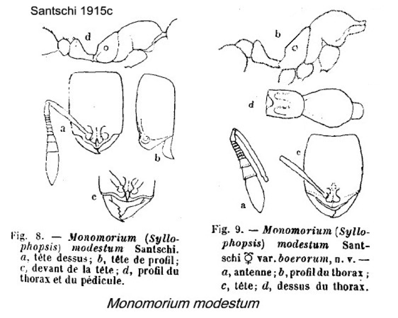 {Monomorium modestum}