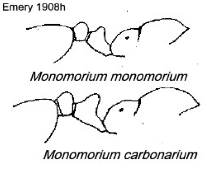 {Monomorium monomorium}