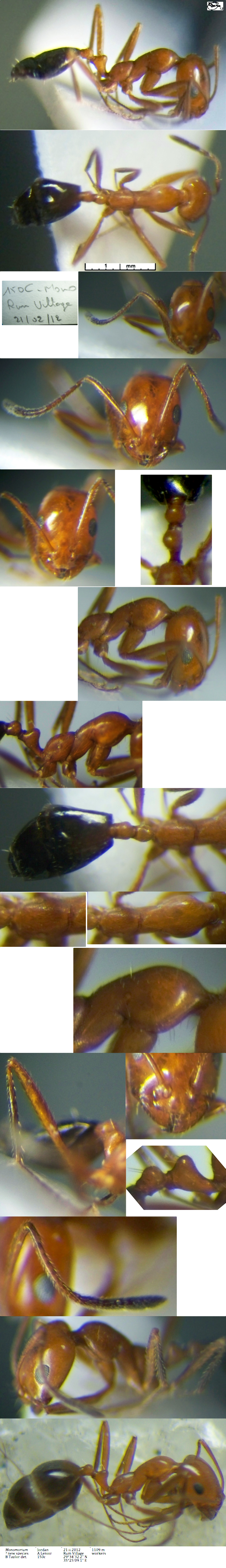 Monomorium nsp Jmaes