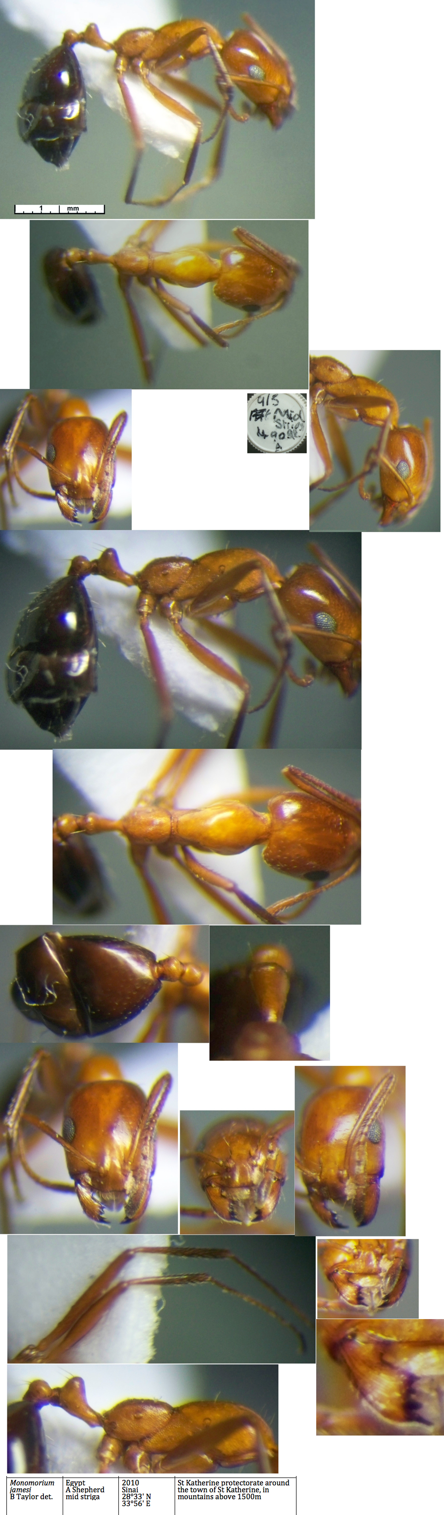 Monomorium nsp Jmaes