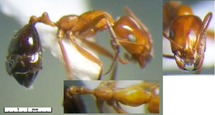 Monomorium niloticum