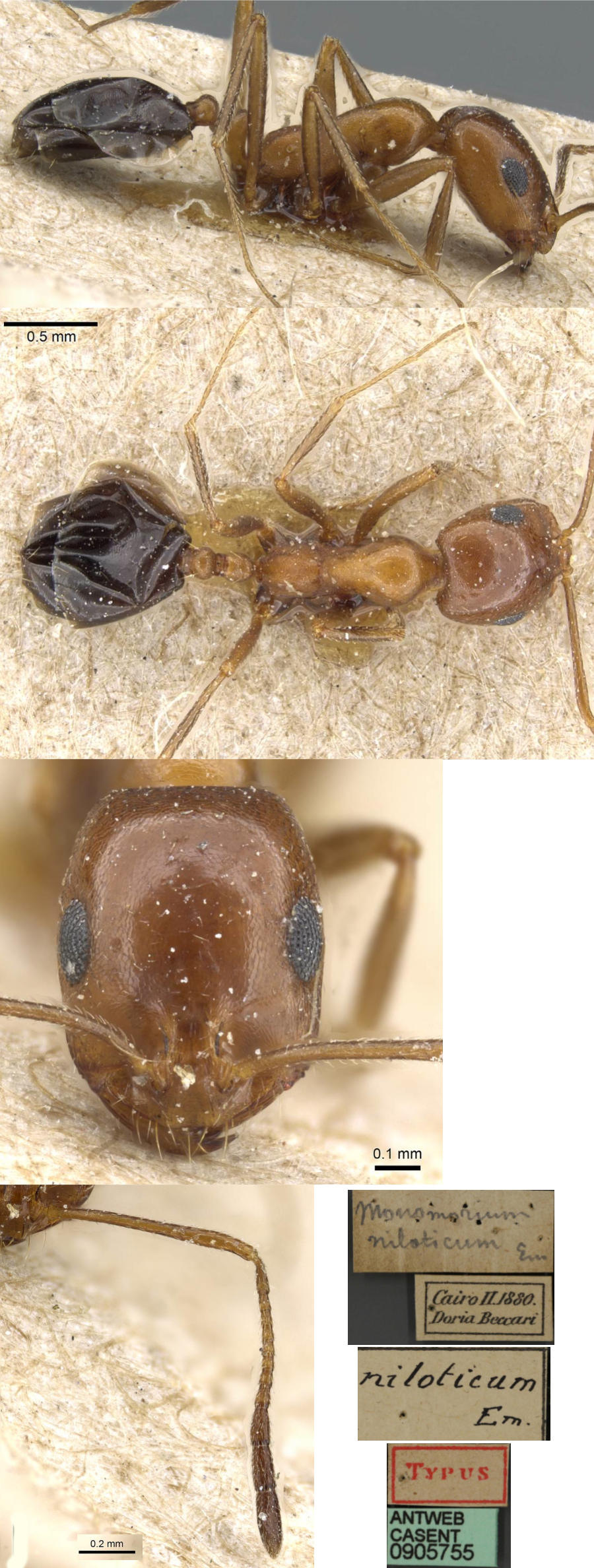 Monomorium niloticum