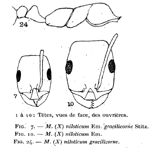 {Monomorium niloticum}