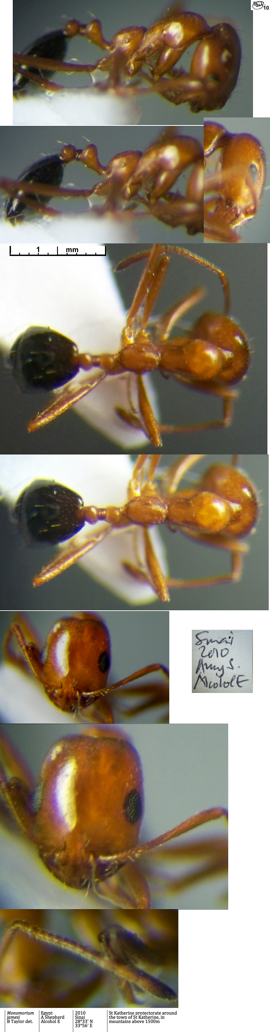 Monomorium nsp Jmaes