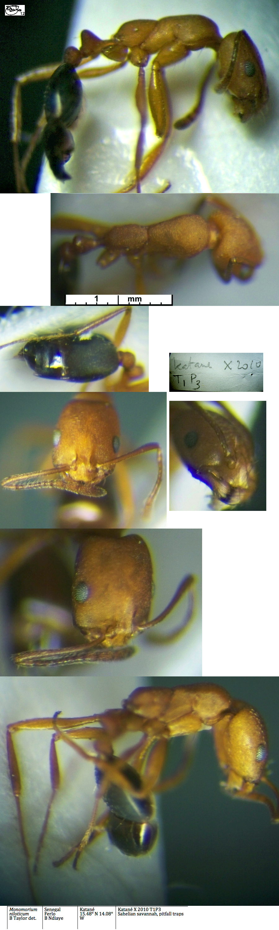 Monomorium niloticum