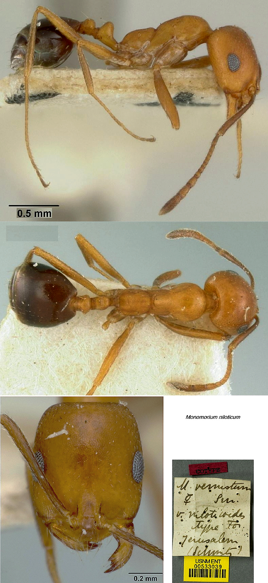 {Monomorium niloticum}