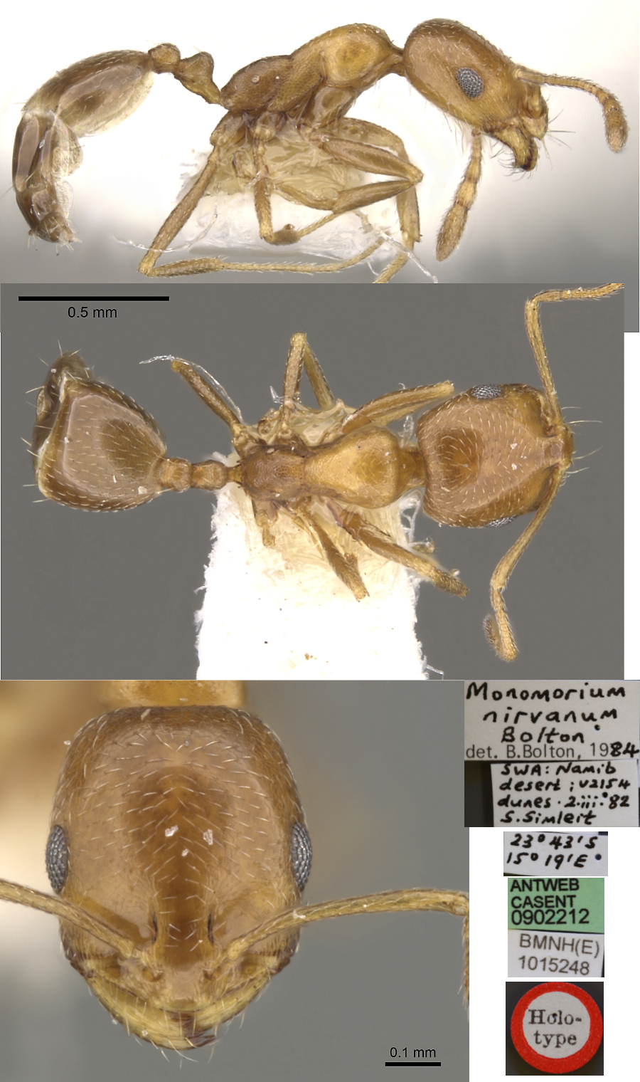 Monomorium nirvanum