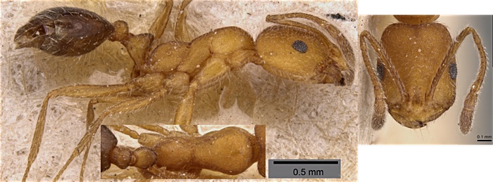 Monomorium nitidiventre