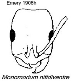 {Monomorium nitidiventre}