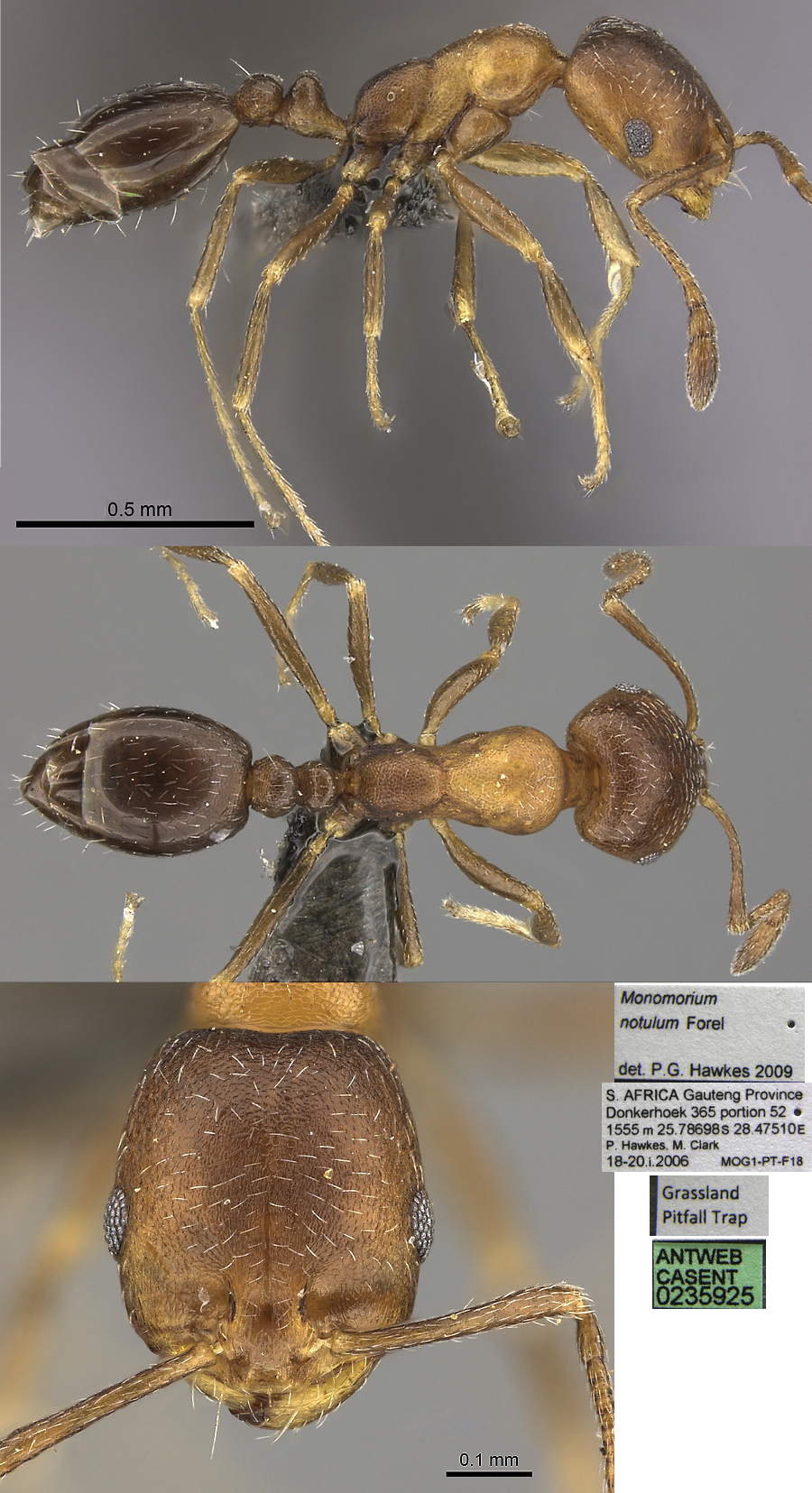 Monomorium notulum