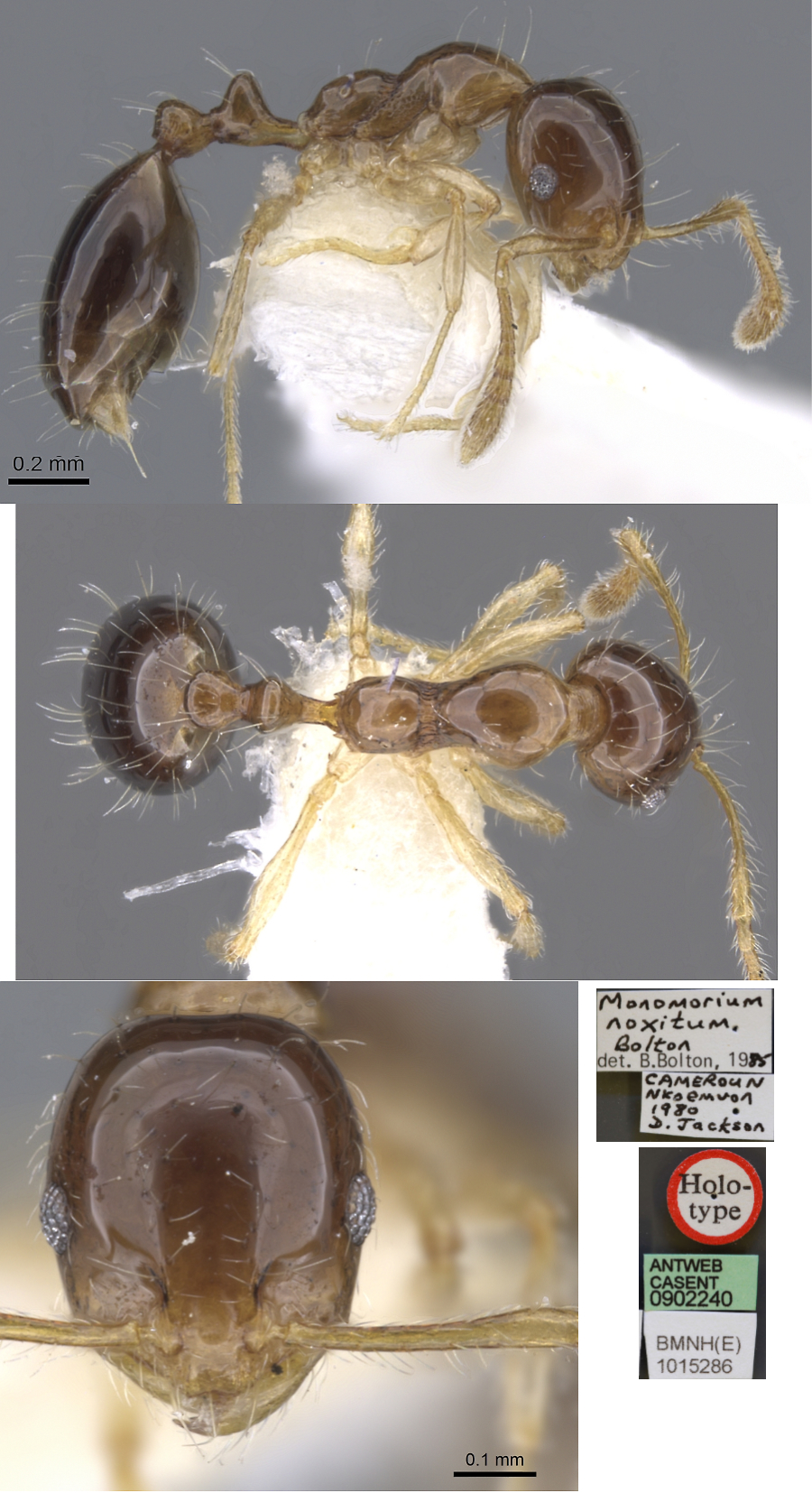 Monomorium noxitum