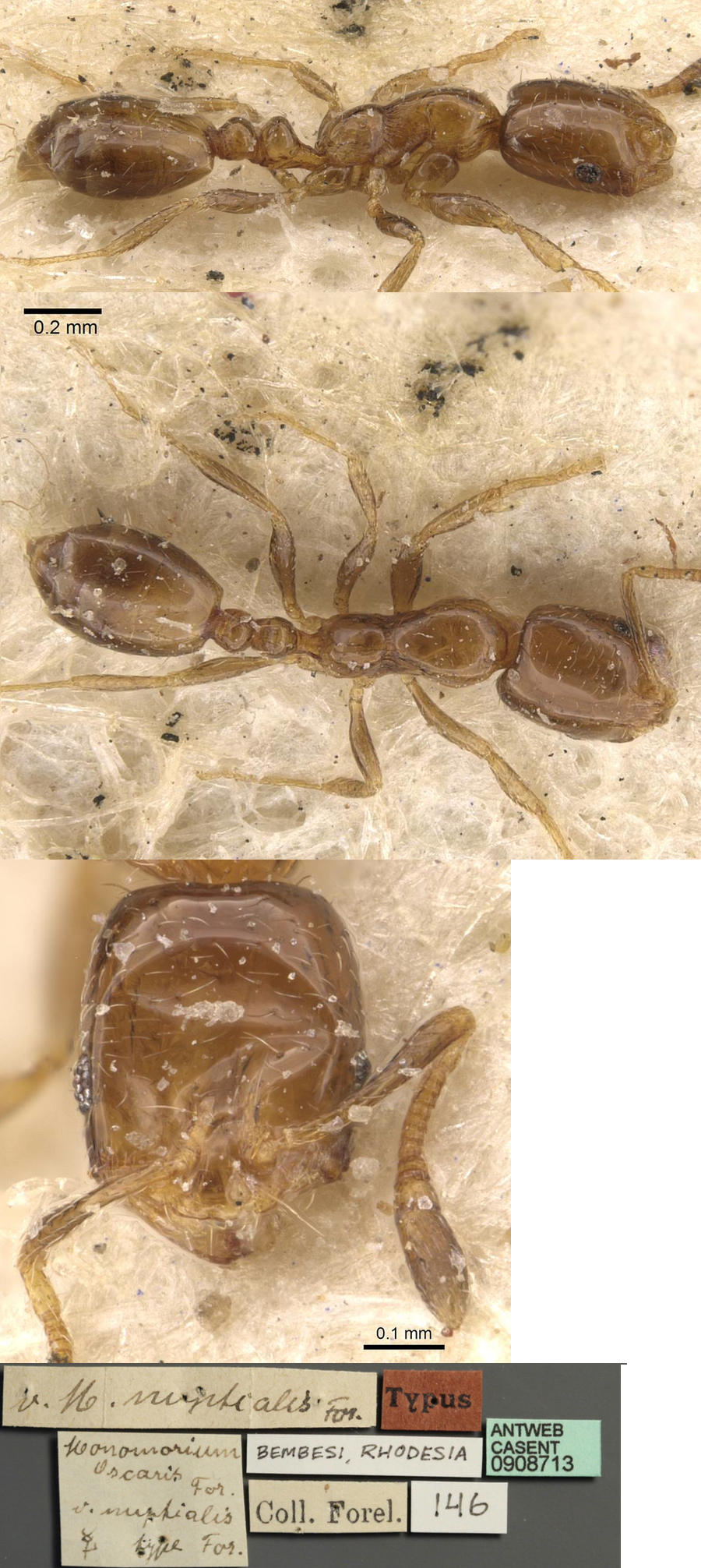 Monomorium nuptialis