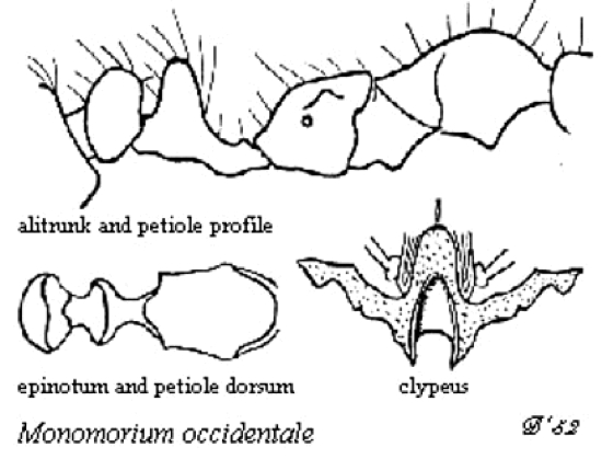 {Monomorium occidentale}