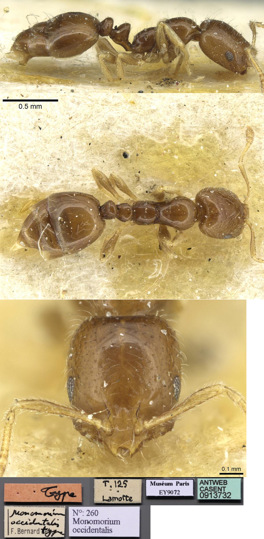 Monomorium occidentale