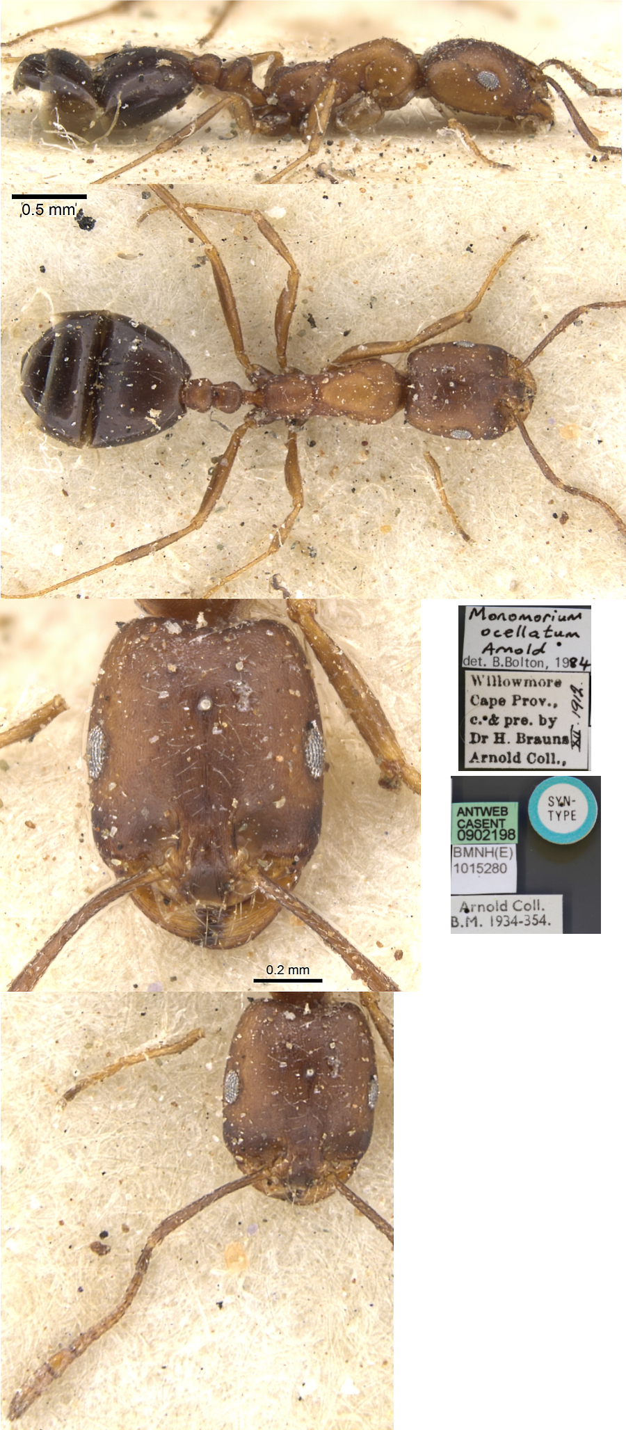 Monomorium ocellatum