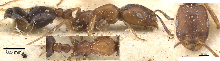 Monomorium ocellatum