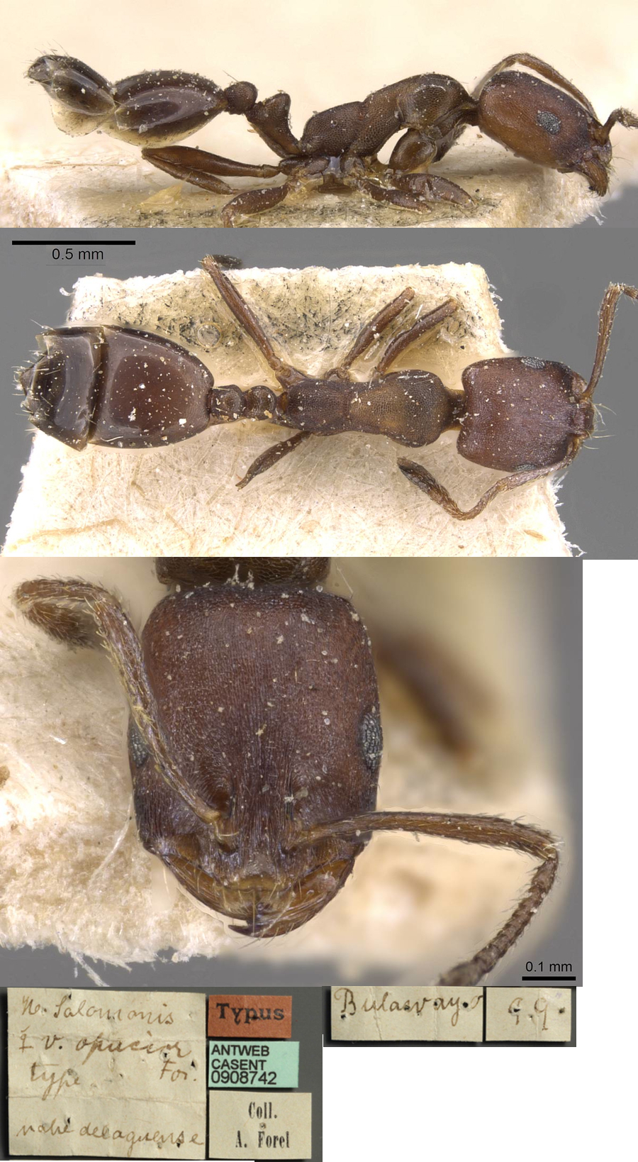 Monomorium opacior