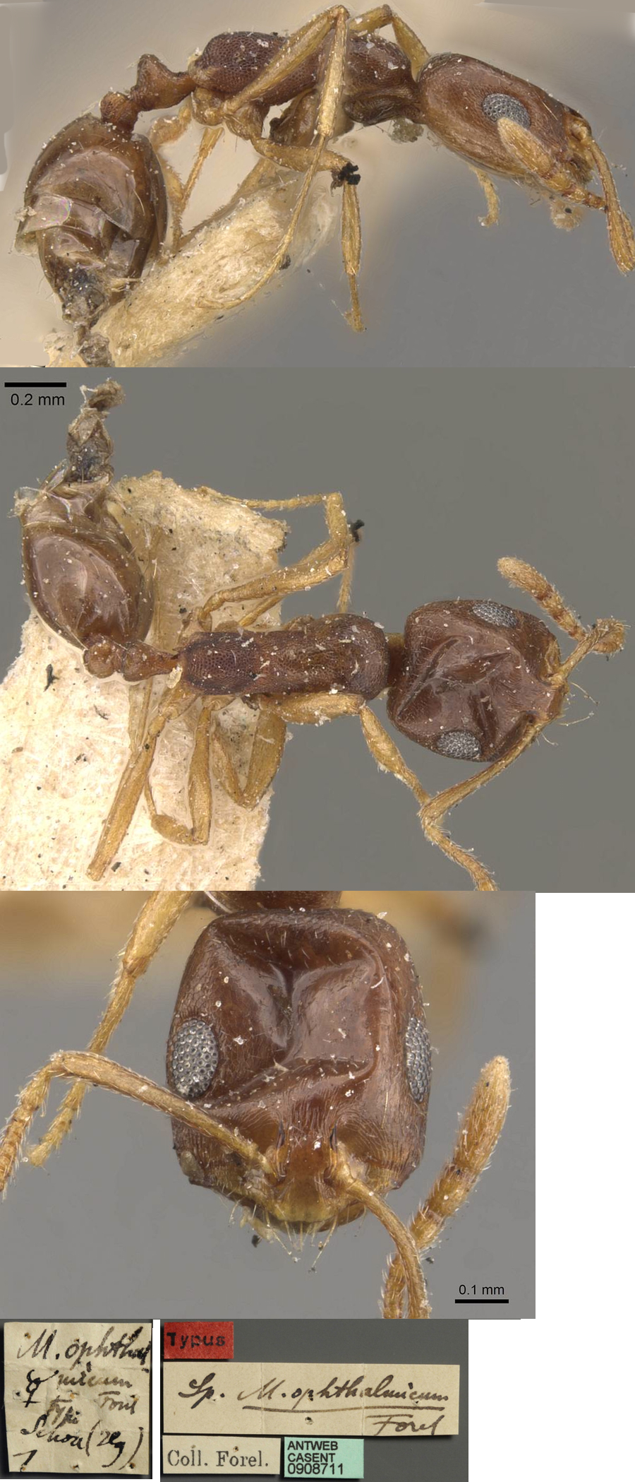 Monomorium ophthalmicum