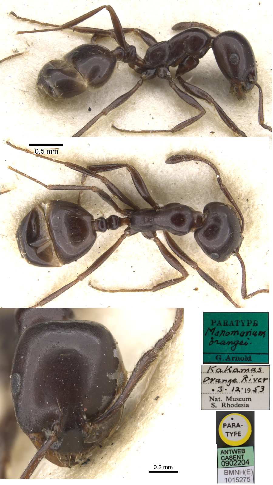 Monomorium orangiae