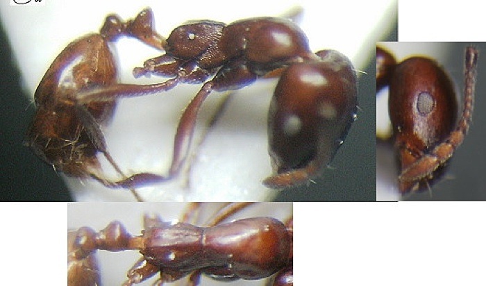 {Monomorium orangiae}