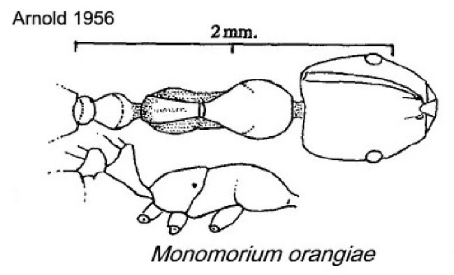 {Monomorium orangiae}