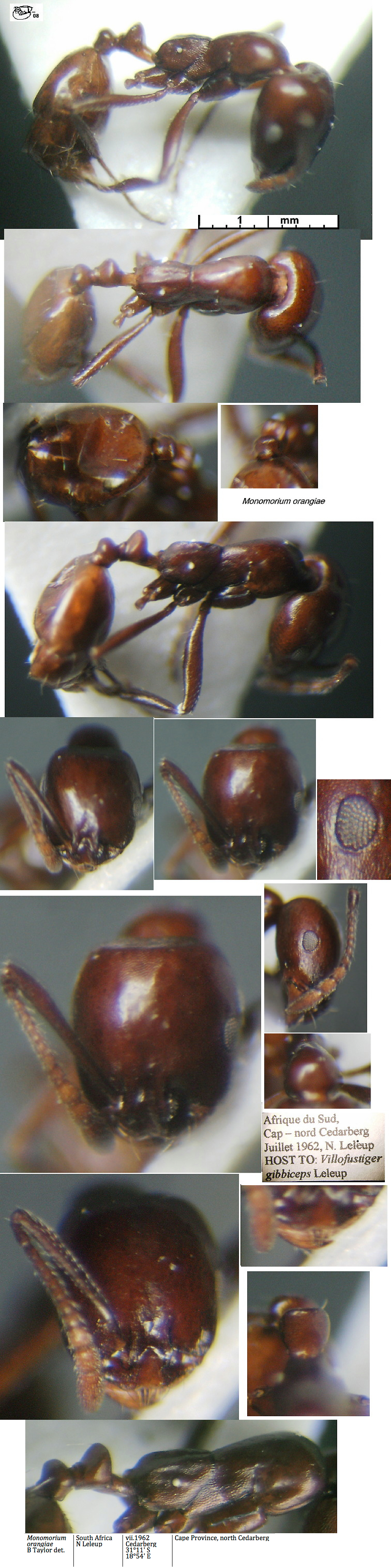 {Monomorium orangiae}