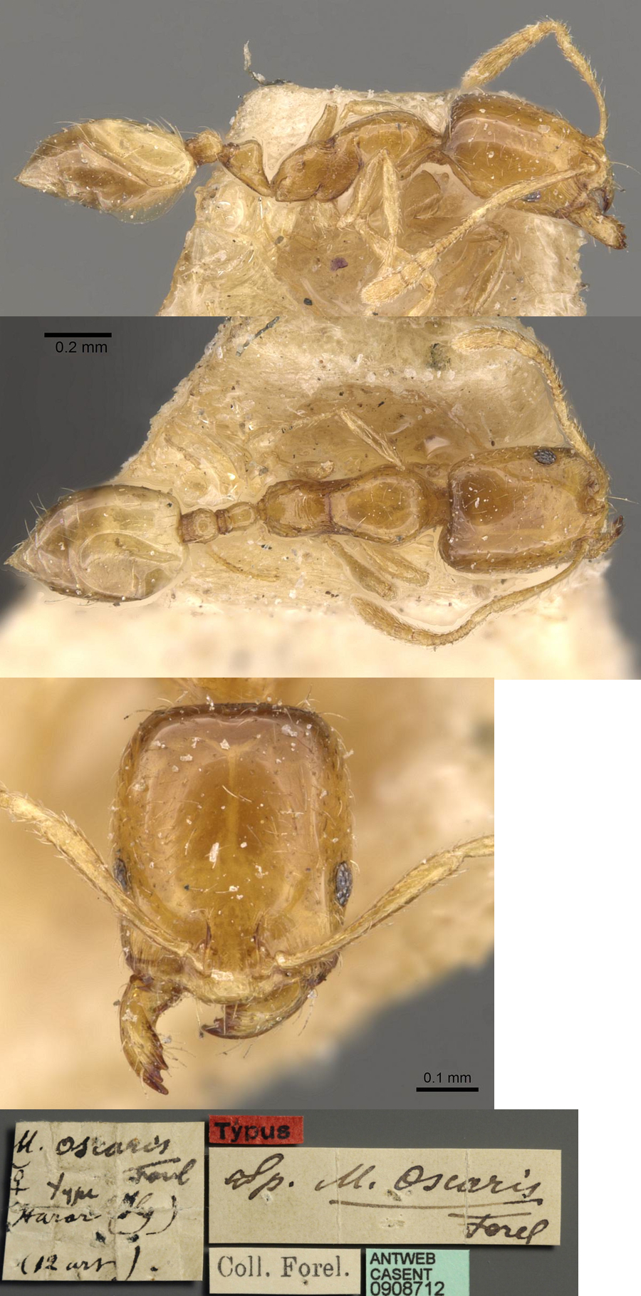 Monomorium oscaris type