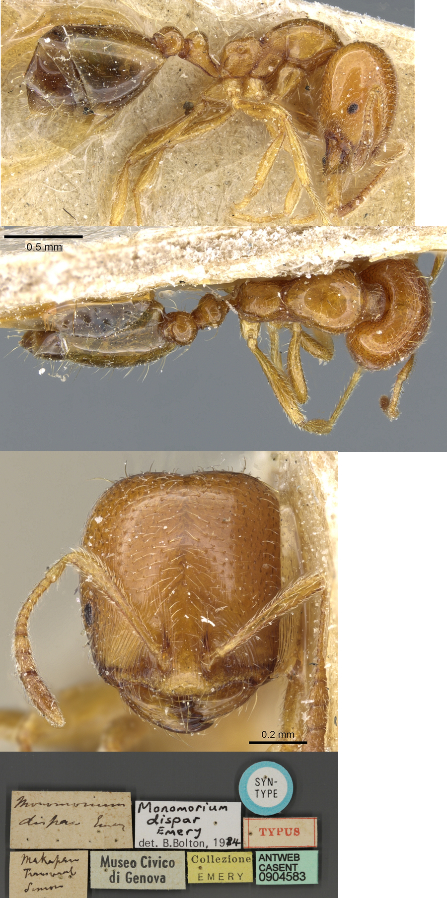 Monomorium oscaris dispar major