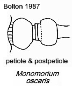 {Monomorium oscaris}