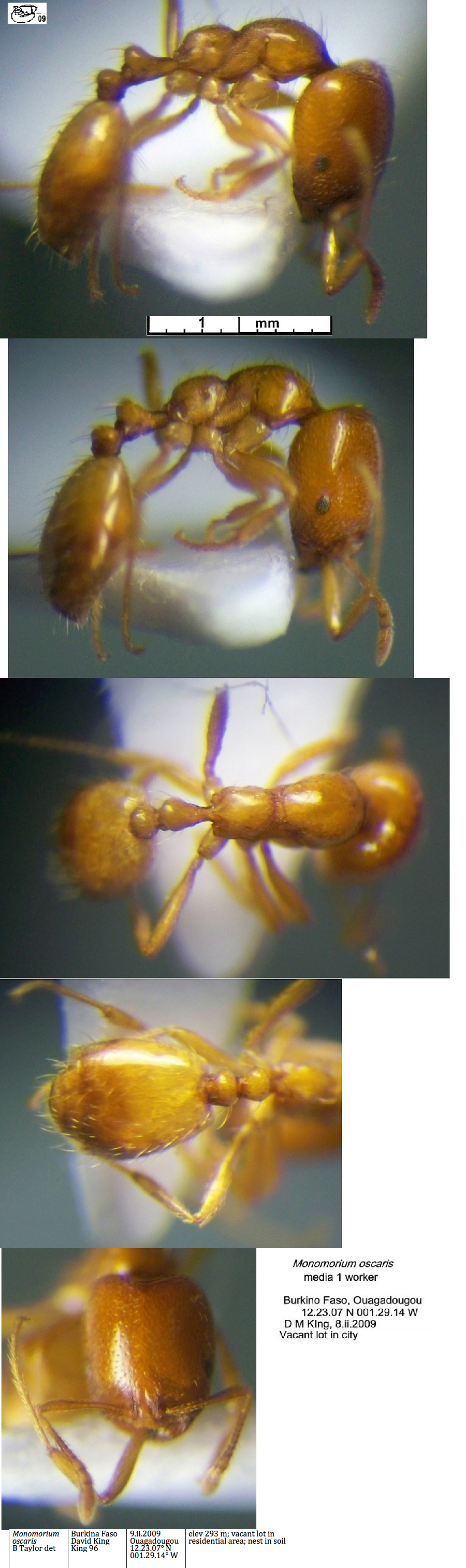 {Monomorium oscaris media 1}