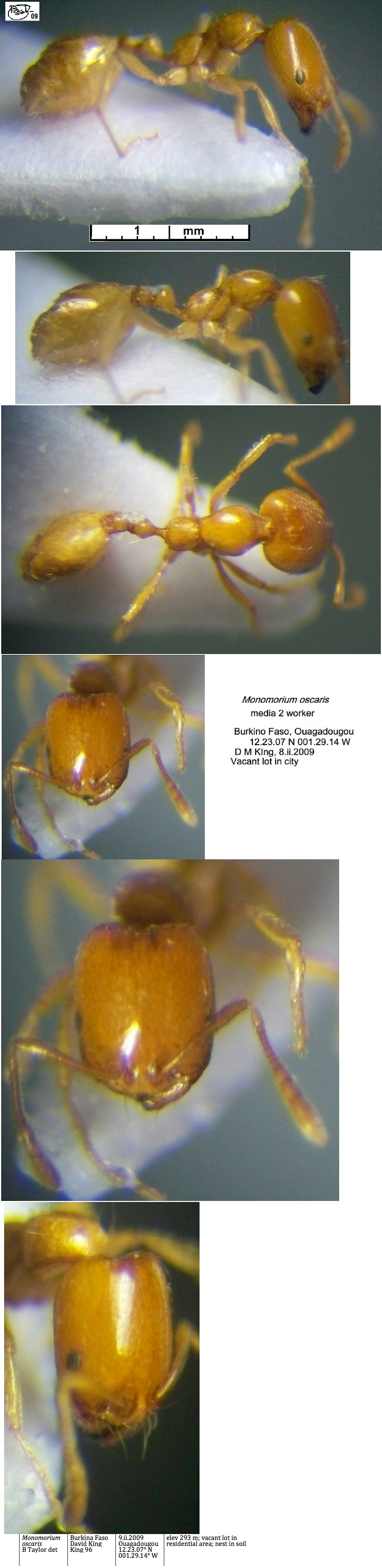 {Monomorium oscaris media 2}