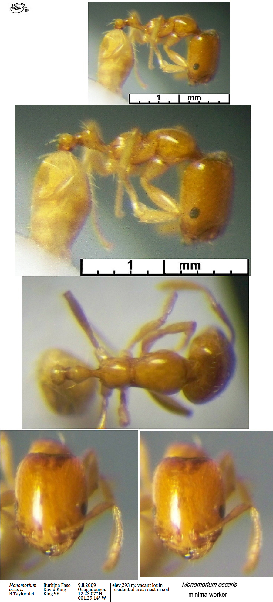 {Monomorium oscaris minima}