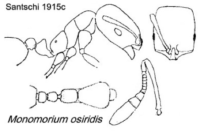 {Monomorium osiridis}