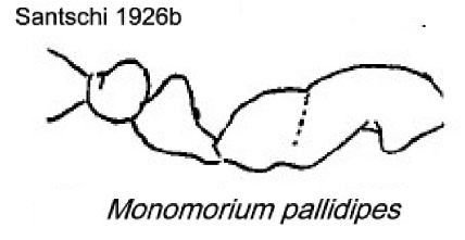 {Monomorium pallidipes}