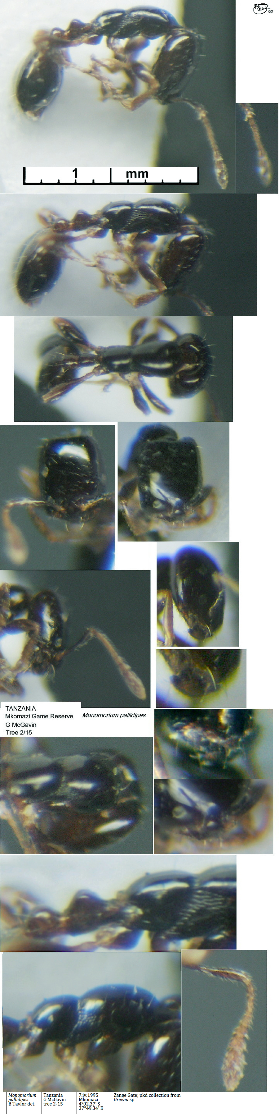 {Monomorium pallidipes}