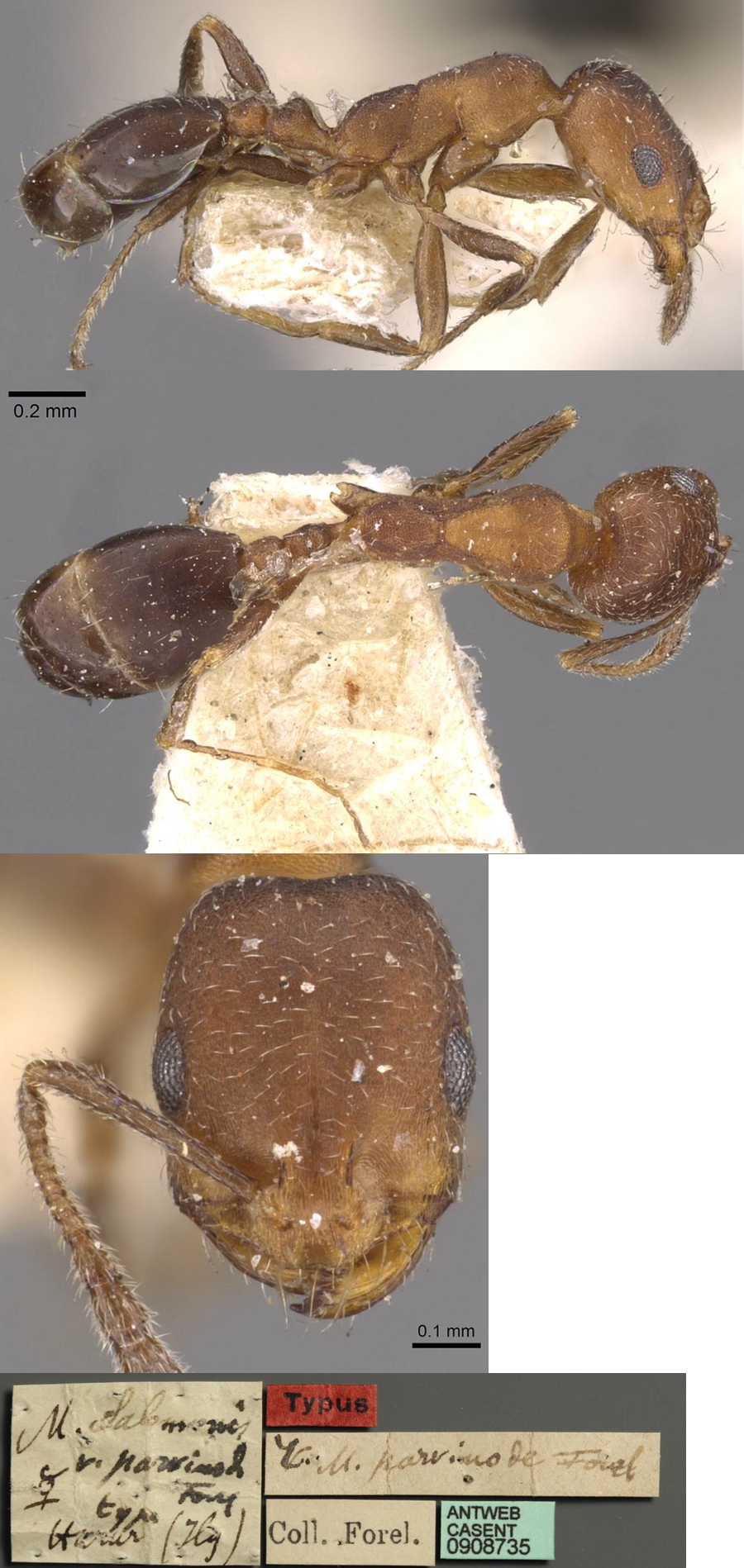 Monomorium parvinode