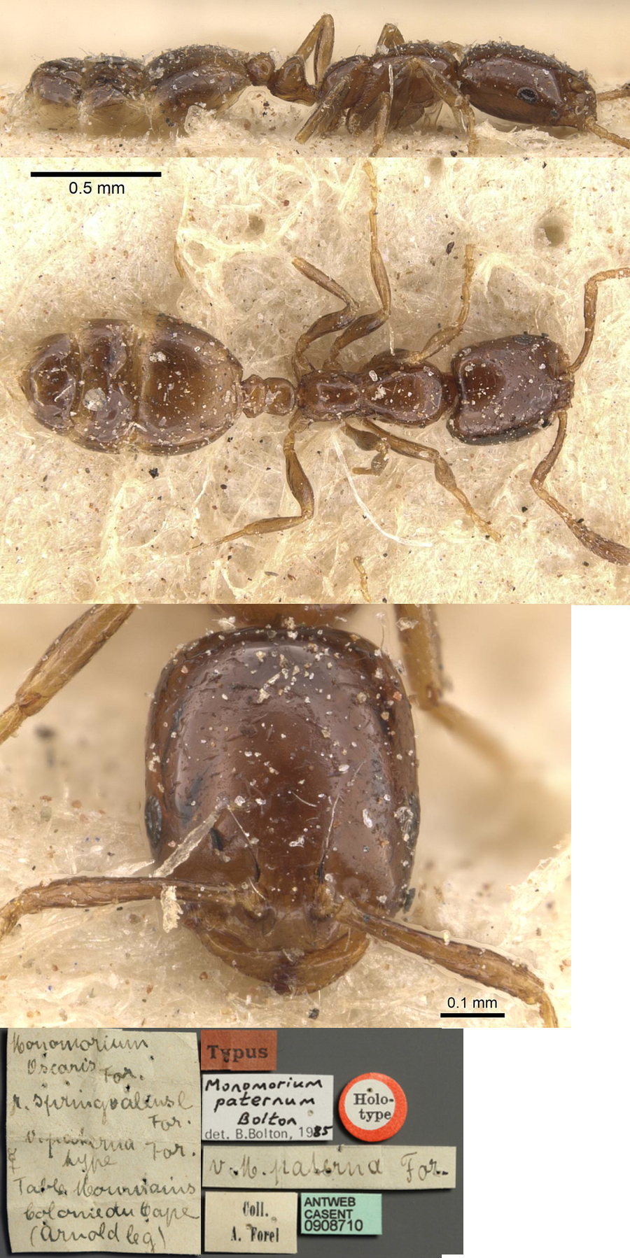 Monomorium paternum