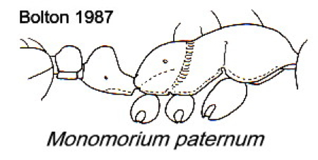 {Monomorium paternum}