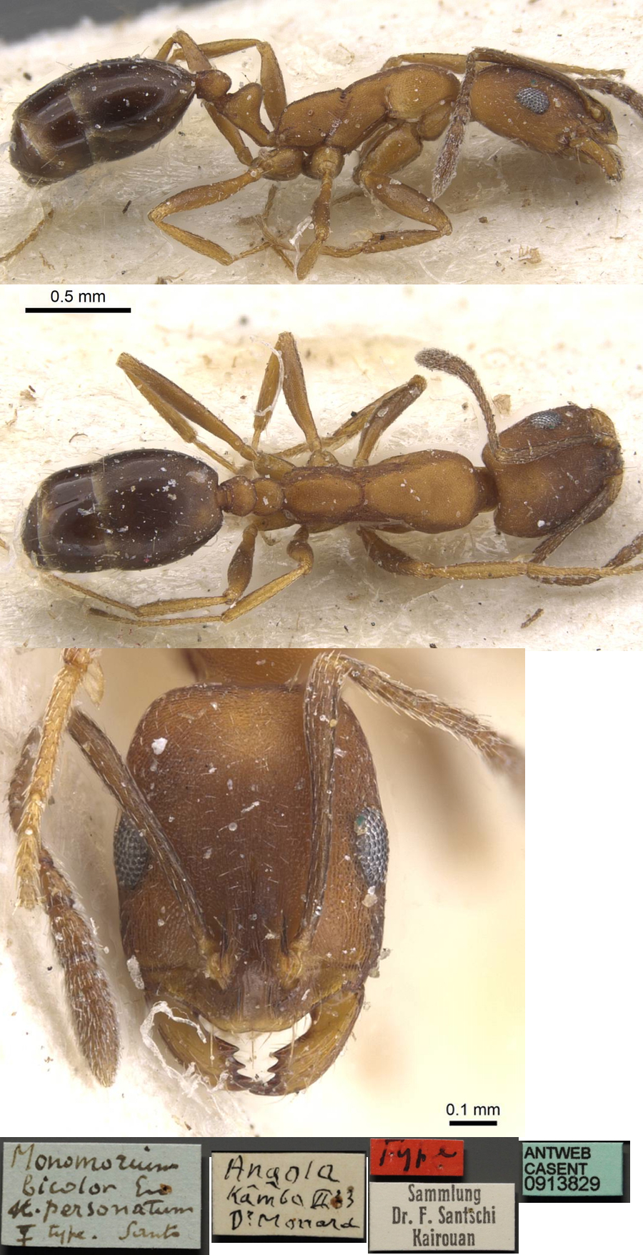 Monomorium personatum