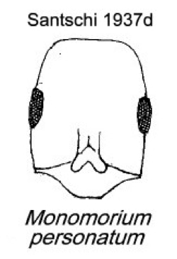 {Monomorium personatum}
