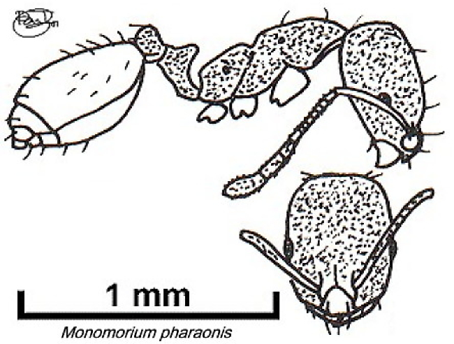 {Monomorium pharaonis}