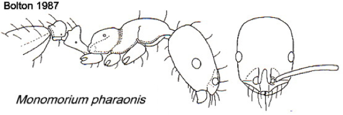 {Monomorium pharaonis}