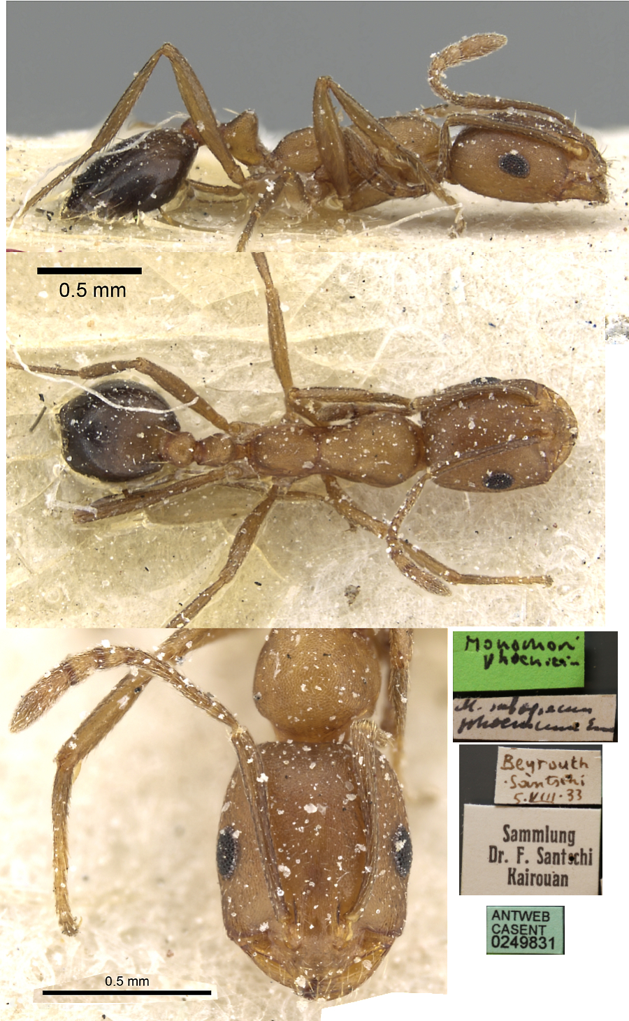 Monomorium phoenicium