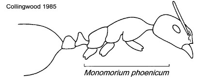 {Monomorium phoenicum}