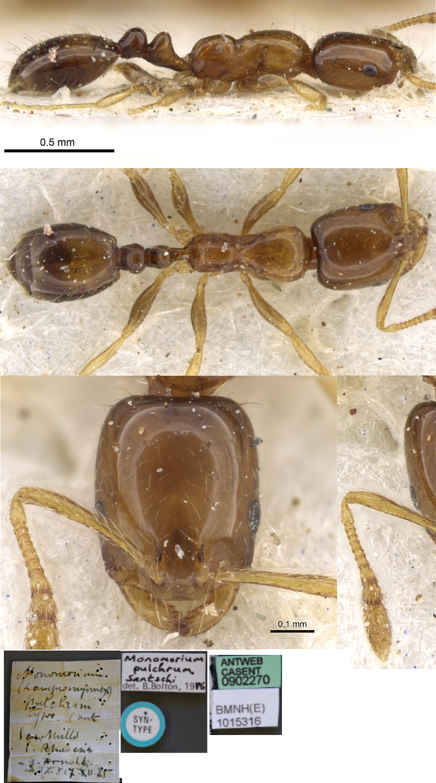 Monomorium pulchrum